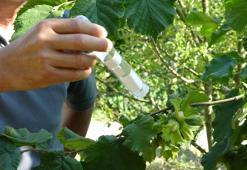 Tarım ürünlerine büyük zarar veriyor! Bu böceğin çaresi başka bir böcek