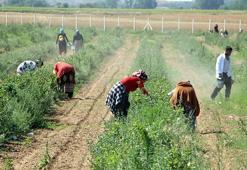 Edirne'ye taşındı, arazi satın alıp üretime başladı! Şimdi hasat başladı; Çiftçiye en iyi gelir getiren ürün