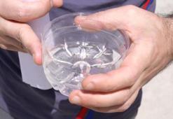 Yazın gelmesiyle tavan yaptı! Düzce'de sivrisinek uyarısı: 1 bardak su yeterli