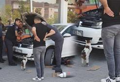 Erzurum'da yürekleri burkan görüntüler! Erzurum İtfaiyesi yavrular için seferber oldu, anne kedi bir an olsun başlarından ayrılmadı