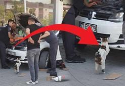 Otomobilin motor kısmında mahsur kalan 4 yavrusunun kurtarılmasını bekledi