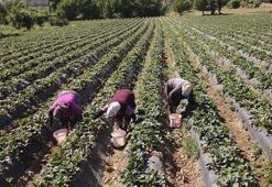 Muğla'da devlet hibe verdi proje başladı! Hasat vaktinde çiftçi para kazanmaya başladı
