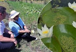 Dünya'da sadece 7 tane var: Muğla'da şifa ve bereketin sembolü olarak biliniyor, Bilim insanları gizemini çözmek için kolları sıvadı!