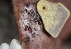 Yaz geldi, kene tehlikesi arttı! 'Sakın çıplak elle dokunmayın' Bu detayları bilmiyorsanız çok geç olabilir