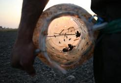 Adana, Bursa ilk sırada! Özel toplanıyor, tanesi 43 dolardan Avrupa'ya kasa kasa gitti