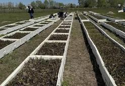 Samsun'dan tüm Türkiye'ye yayıldı! Özel izinle üretiliyor, tek yanlış yok ediyor, kilosu 4.000 TL