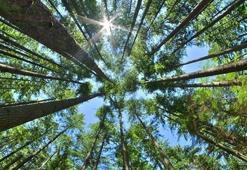 Erzincan Valiliği yeni kararı açıkladı! 15 Eylül’e kadar girişler yasaklanacak