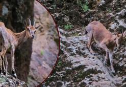 Erzincan'da buraya daha önce kimse ayak basmadı! Munzur'un gizemli sakinleri ilk defa görüntülendi