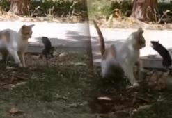 Tom ve Jerry gerçek oldu! Diyarbakır'da şaşırtan görüntüler: Kedinin fareden kaçtığı görüntüler şaşkına uğrattı