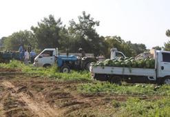 Türkiye'nin gözü bu ilçede! Adana'dan bile daha iyi, 25 ton satıyor, sıra tarlada başlıyor