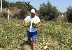 Satamayınca tarladaki karpuzları vatandaşa ücretsiz dağıttı