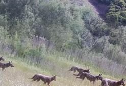 Sürü halinde kameraya takıldılar: İzmir'de yaşadıkları bilimsel olarak kanıtlandı