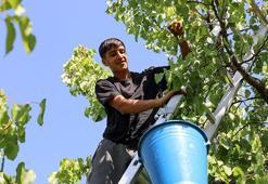 Iğdır şalağında hasat başladı! Avrupa ve komşu ülkelerden büyük talep