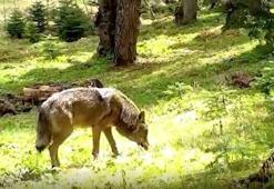 Türklerin kutsalı Bursa'da fotokapana yakalandı: Her adımında bir mesaj var