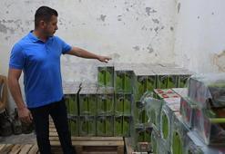 Güreşçilerin yağları hazır! Tam 2 ton zeytinyağı kullanılacak