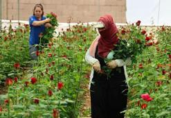 Adanalı gül üreticileri isyan etti: İthal güller piyasayı vurdu, çiftçiler güllerini tarlada bırakmak zorunda kaldı