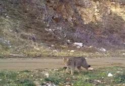 Ev kedilerinin atası Bursa'da fotokapana yakalandı: Kameraya poz verdi, keyif yaptı!