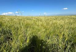 Kars'ta yerli ve milli arpa bereketi: Girdi maliyeti düşecek, gelir artacak