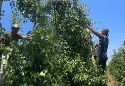 Bursa'da "tek tek" toplayıp, günde 1200 lira kazanıyorlar