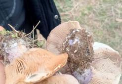 Sezon başladı define arar gibi aranıyor: Konya'da kıtlık var, Niğde'de kendiliğinden yetişiyor 'Etten pahalı'