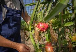 Genç girişimciler tropikal ürünleri keşfetti! Su tüketimini düşürdüler, kazançlarını katladılar
