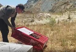 Bursa'da kene savaşçıları devrede! Mustafakemalpaşa'da doğaya 100 keklik bırakıldı