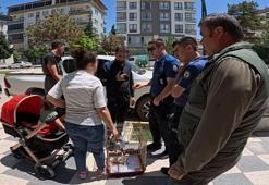 Elindeki kafeste hazine taşıyordu: Kırmızı listedeydi cadde üzerinde yakalandı
