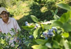 Tüm malvarlığını Polonya'dan getirdiği tohuma yatırdı! Zonguldak arazisinde 500 kilo elde etti: 'Para için yapmadım'