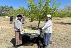 Erzincan’da dut hasadına başlandı! Tezgahlarda kısa sürede yerini alacak