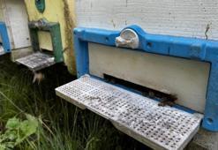 Dedesinin nasihatiyle başladı, şimdi 2 buçuk milyon lira kazanacak