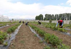 Ağrı tarımında yeni nefes! Çilek yetiştiriciliği büyüyor
