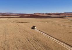 Güneşin altında hasat! Buğday tarlalarında zorlu mesai başladı