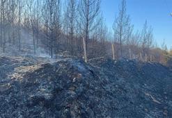 İzmir'deki orman yangınında 2'nci gün! '550 üzerinde vatandaş tahliye edildi'
