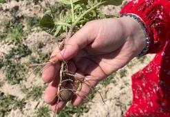 Konya'da meyve ağaçlarında fark edildi: Acil çalışma başlatıldı: Hastalık yayıyor