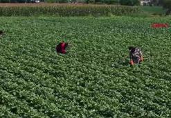 Türkiye'de üretimde ilk sırada yer alıyor! Osmaniye'de ilk hasat başladı