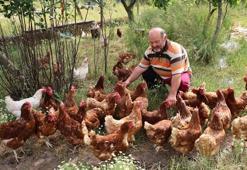 Gezen tavukla başladı 'kırmızı elmasla' kazandı! Samsunlu vatandaşın bahçesi artık daha verimli