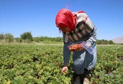 100 yıl önceki gazete kupüründe gördükten sonra harekete geçti! Üretimi 25 dekara çıkardı, şimdi taleplere yetişemiyor
