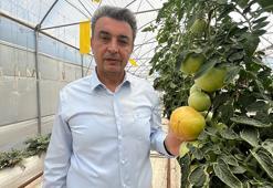 Darıca'dan dünyaya yayılacak yeni model: Bu yöntemle her şey yetişiyor! Üretim uçuşa geçti!