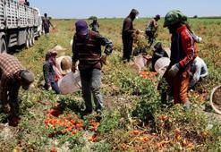 Adana, Türkiye'nin üretim merkezi! Hasat sonrası fiyatlar değişti, üreticiler bunu beklemiyordu