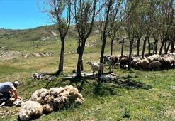 Erzincan'da başladı! 10 kilometre yürüyorlar, tek hareketle günde 500 tane yapıyor