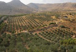 Gaziantep’te üretildi, dünyanın en iyisi seçildi! Avrupa ülkeleri almak için sıraya girdi