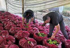 Iğdırlı genç çiftçiden çölü vahaya çevirecek hamle! Bu yöntem sayesinde verimsiz araziden tonlarca meyve ve sebze üretti
