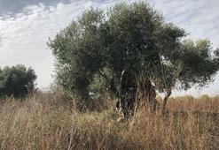 Adana'da '99 bin TL'ye satılık zeytin ağacı' tartışması! Firmadan açıklama geldi