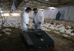 Kümes başına 4 ton verim sağlıyor: Çanakkale'de geliştirildi 'Ölü tavuğu kümes dışına atıyor'