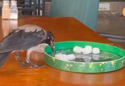 Bodrum sıcağına dayanamayan karga çarşı çarşı dolaşıp su içti, karnını doyurdu