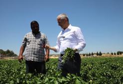 Türkiye'nin sebze ve meyve bahçesi! Hasat başladı, tezgahlarda fiyatlar düşecek