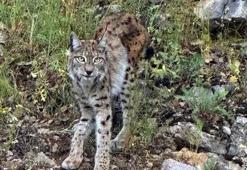 Dünya kırmızı listeye almıştı, Erzincan'da görüntülendi!