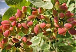 Antep fıstığında rekor fiyat görüldü! Kilosu fıstık halinde uçtu