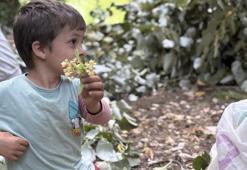 Her vatandaşın evinde mutlaka bulunur! Hasadı başladı, 500 liradan satışa çıkıyor