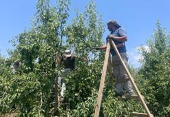 Hasada sayılı günler kaldı! Geçen yıl 20 liraydı, bu yıl kilosu 40 lira